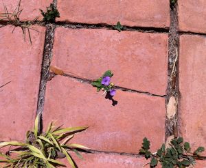 Flower Growing Through a Cracked Tile in a Walkway